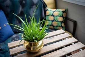 aloe-vera